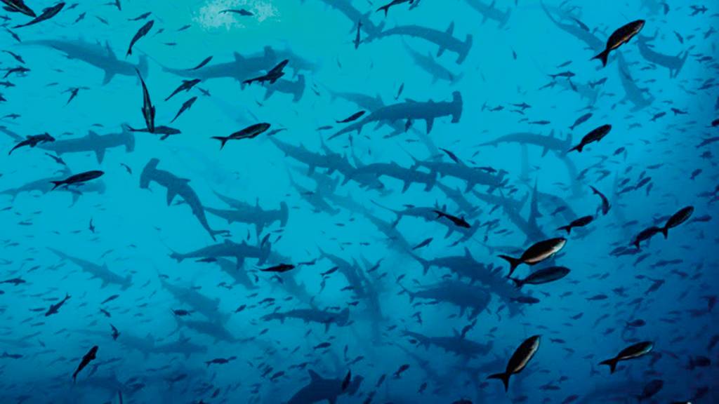 Mostra no AquaRio desvenda segredos do oceano e seres que o habitam