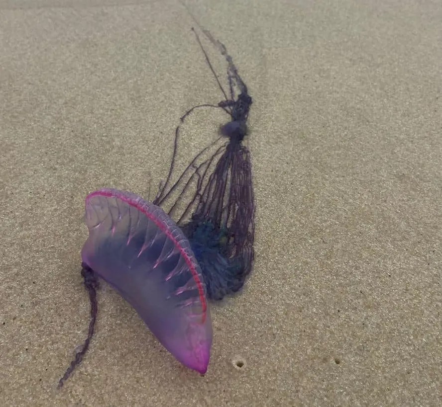 Perigo na areia: caravelas-portuguesas aparecem na Praia da Reserva