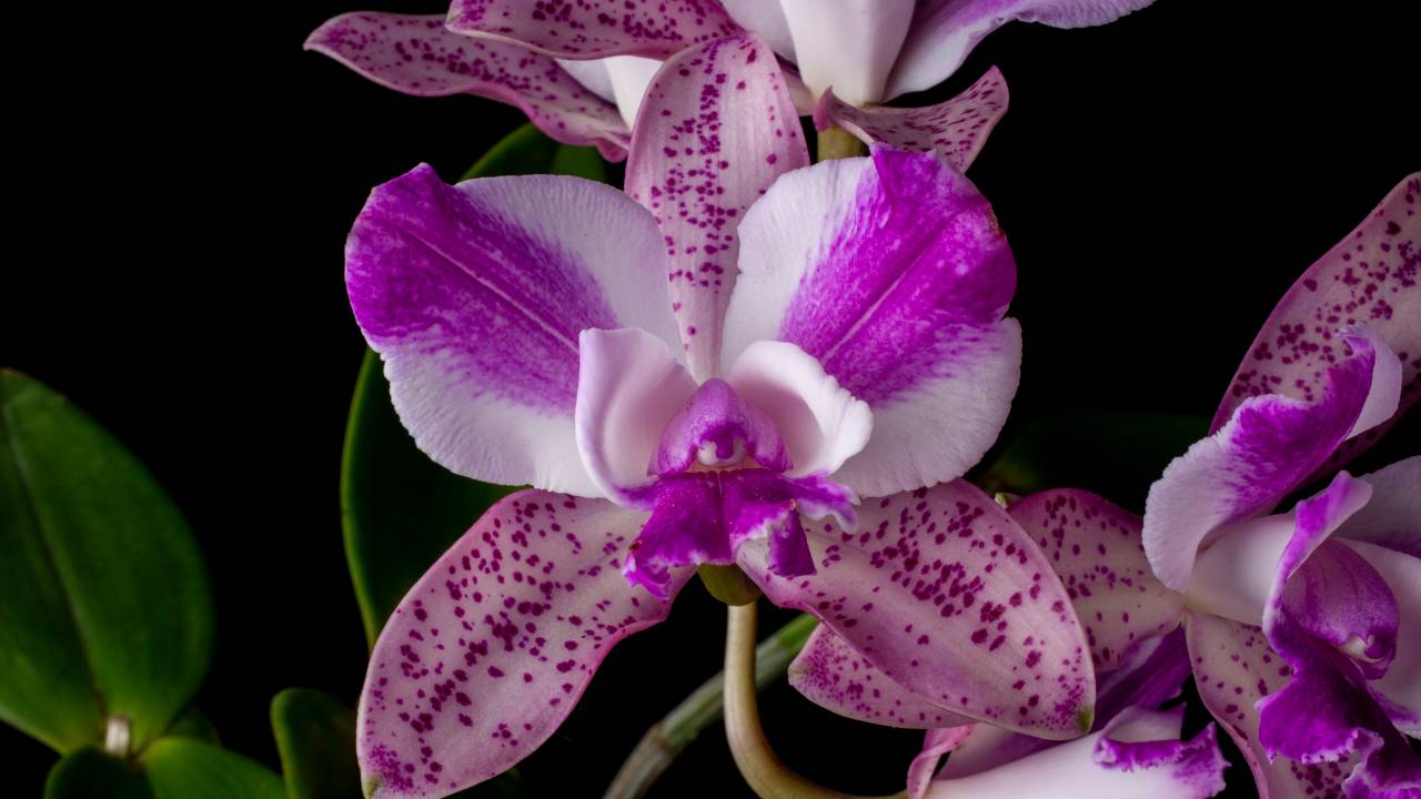 orquideas-jbrj