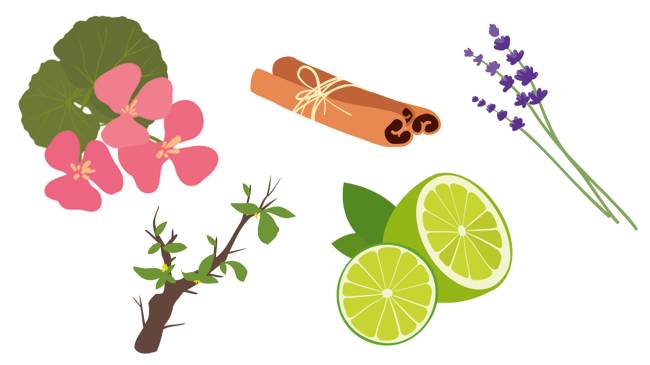 Casa perfumada: quais são os melhores aromas para cada ambiente?