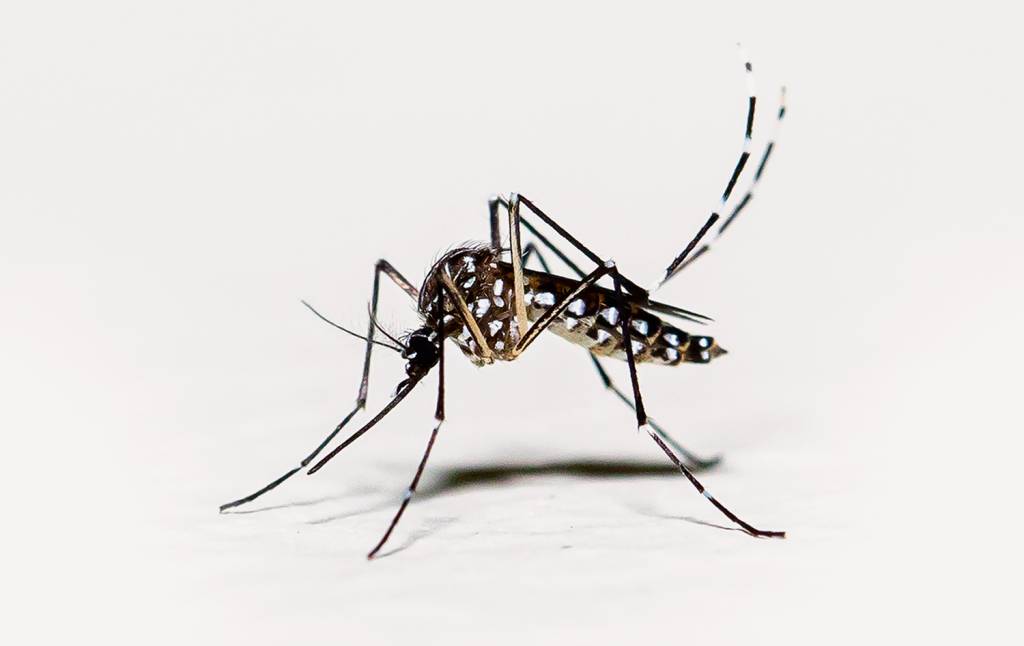 GettyImages-1263464608.jpg mosquito