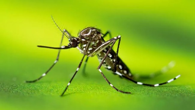 Xô, mosquito: plantas podem ajudar a afastar o Aedes aegypti