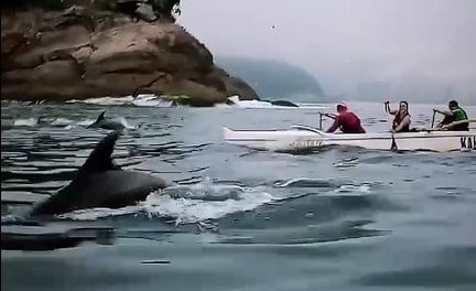Golfinhos nadam com canoa havaiana na Praia da Barra; veja vídeo