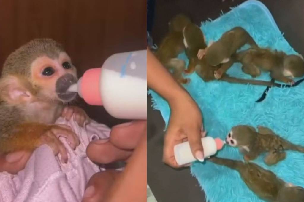 É crime! Vendedores clandestinos anunciam macaco ‘de estimação’ na web