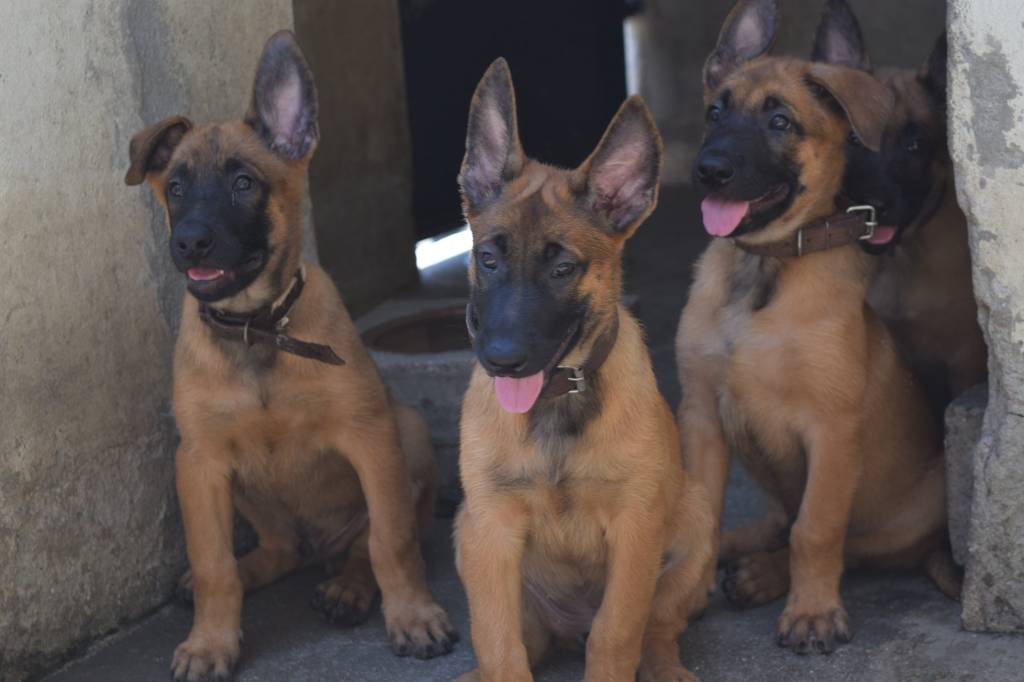 53602200346_c1e77915d4_k belga-de-malinois-gm-rio-2