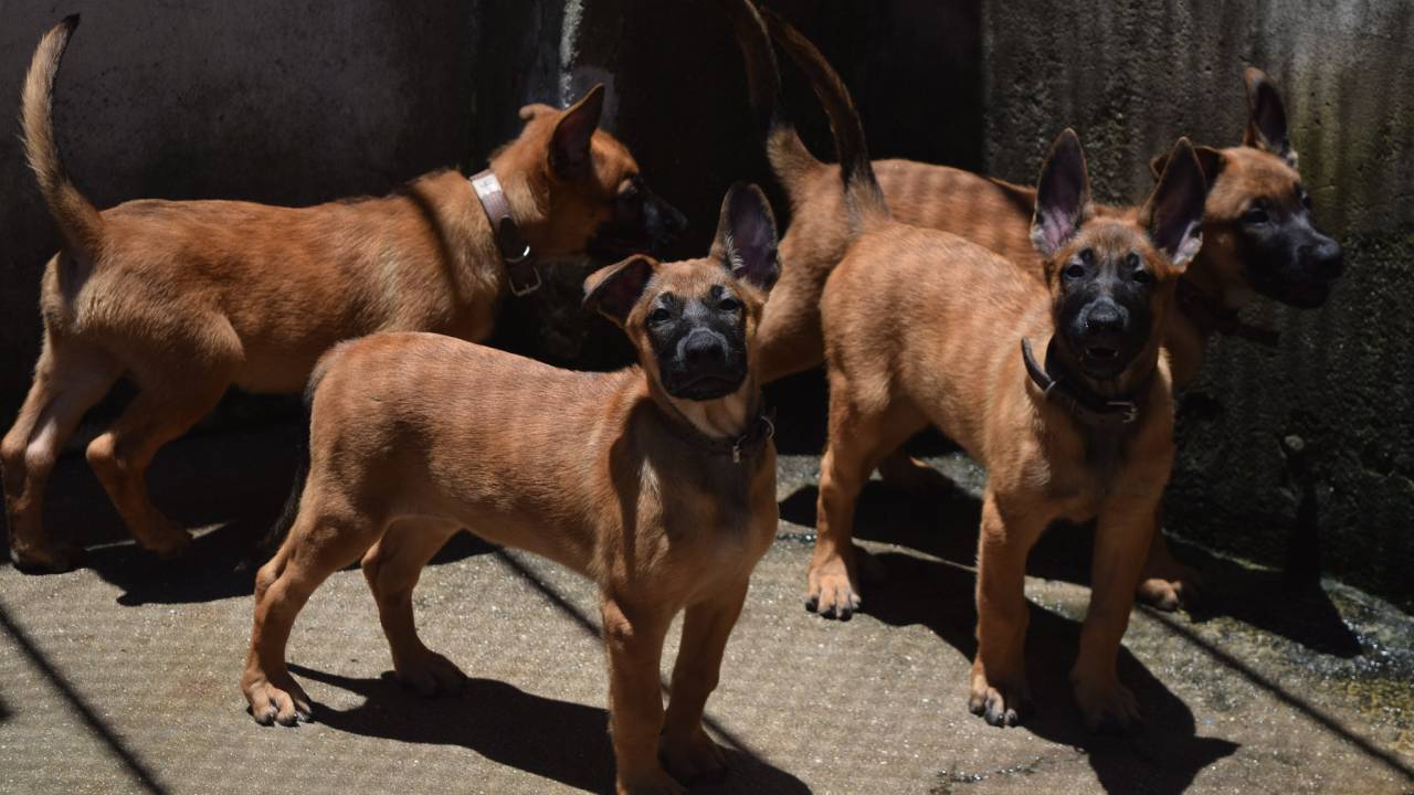 belga-de-malinois-gm-rio