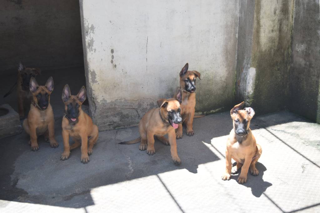 53602412463_d17f8ec553_k cachorro-belga-malinois-guarda-municipal