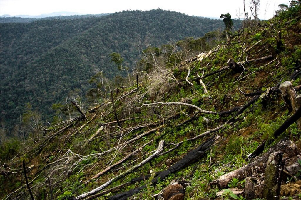 Como o Rio conseguiu reduzir desmatamento da Mata Atlântica em 68% em 2023