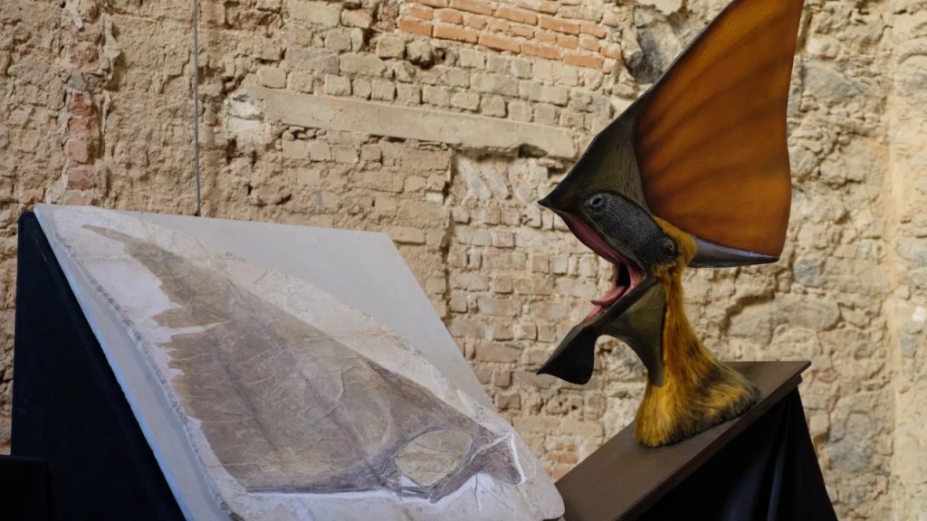 Quais são os tesouros da nova coleção de fósseis do Museu Nacional