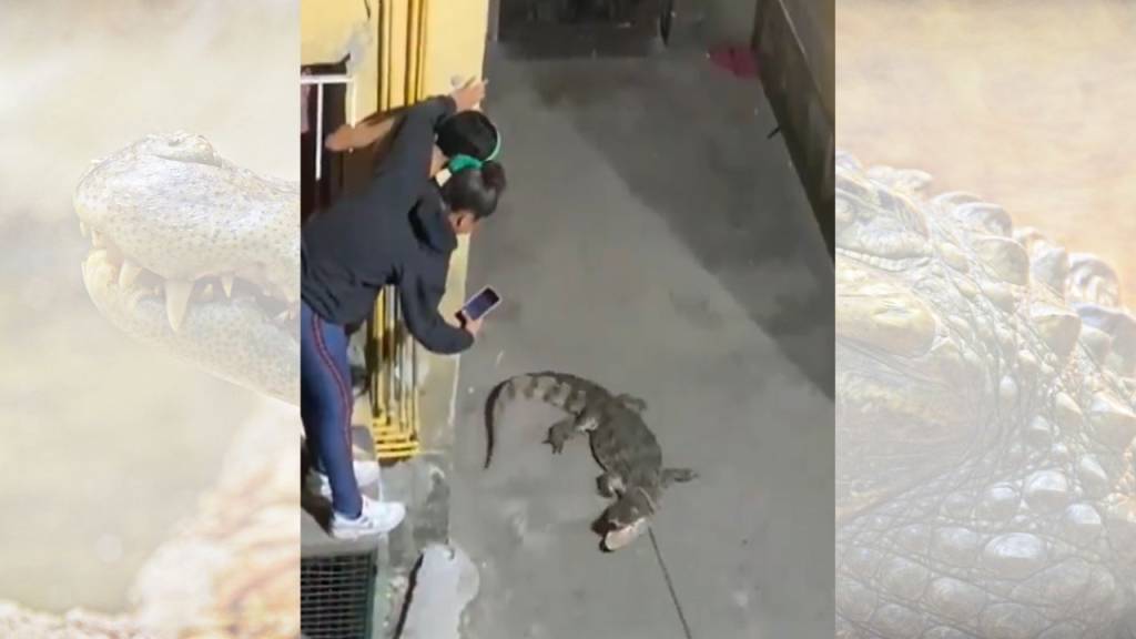 Visita surpresa: moradores da Cidade de Deus se deparam com jacaré; veja