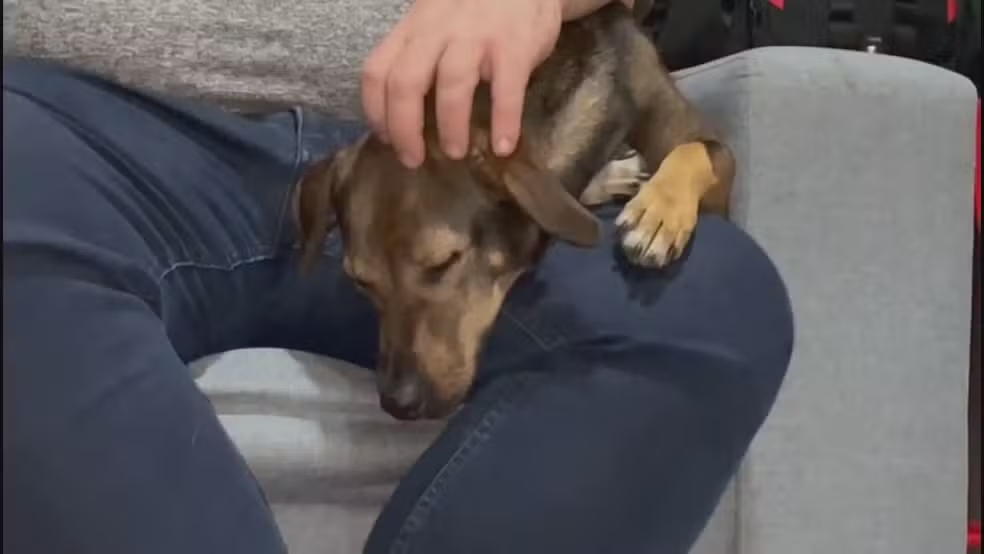 Conhece o Vogue? Prefeitura busca dono de cão perdido no show da Madonna