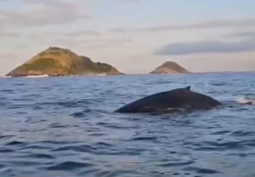 Que espetáculo! Baleias são flagradas nadando em Niterói. Veja o vídeo!
