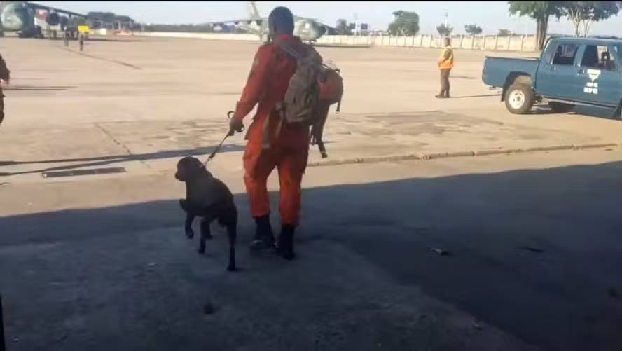 Labrador dos Bombeiros que atuou em enchente de Petrópolis é enviado ao RS