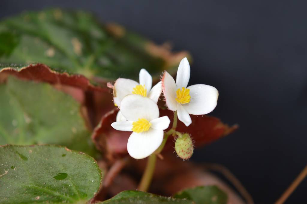 Begônia: você sabia que foi descoberta uma nova espécie?
