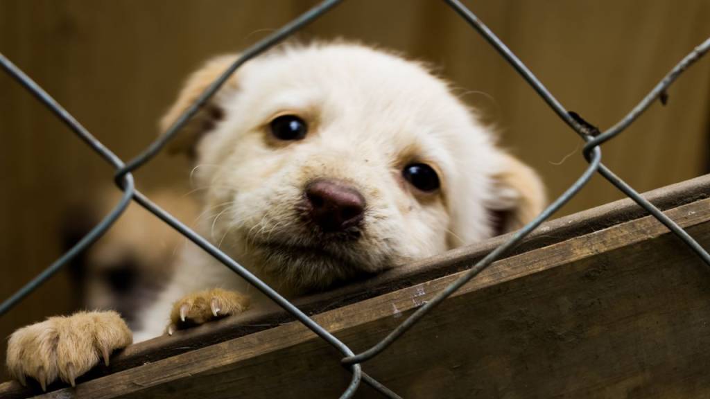 Como funciona campanha ‘Adote Um Pet Gauchinho’, com cães resgatados no RS