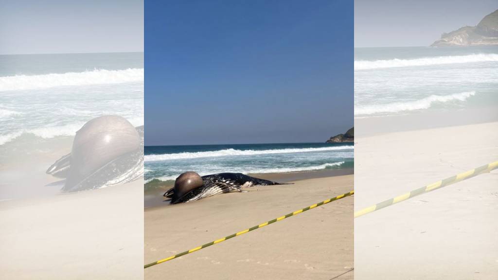 Carcaça de baleia-jubarte fica encalhada na Praia do Recreio