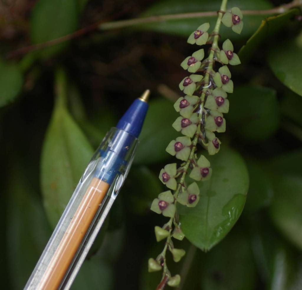 micro-orquídeas Rebio Araras 1 micro-orquídeas