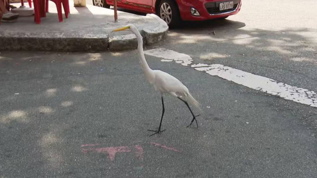 Como uma garça se tornou ‘pet comunitária’ de moradores da Tijuca
