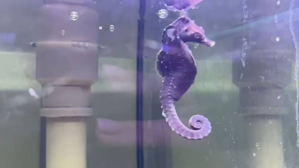 Cavalo-marinho raro é encontrado na Baía de Guanabara e devolvido ao mar