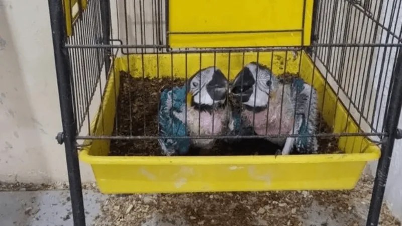 Como operava quadrilha que negociava animais silvestres pelo WhatsApp