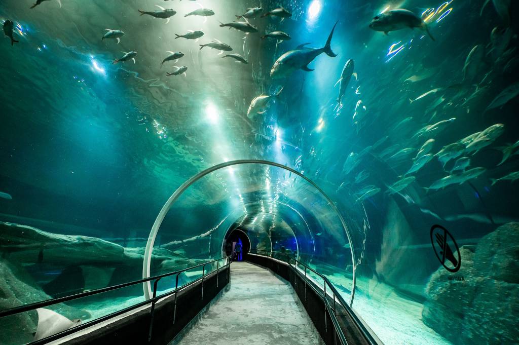 Bora comemorar! Aniversariantes de novembro não pagam ingresso no AquaRio