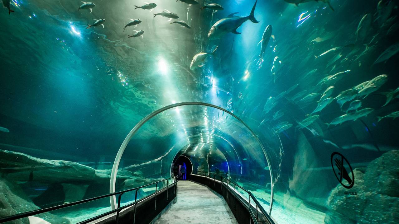 aquario