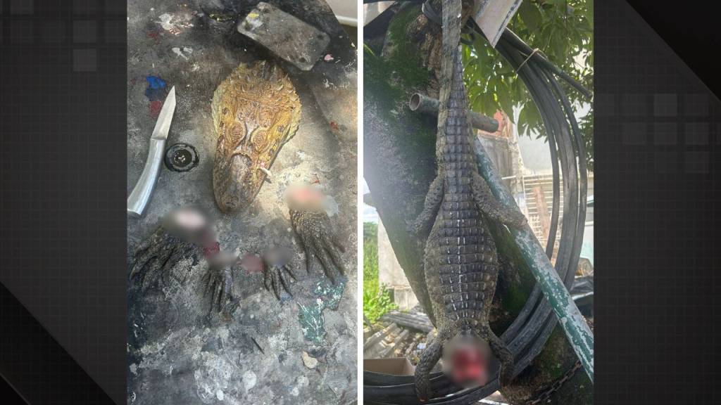 Três homens são presos por caça ilegal de jacarés na Zona Oeste