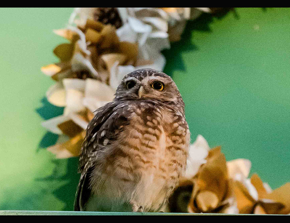 Casa G20, em Ipanema, já tem sua mascote: Laurinha