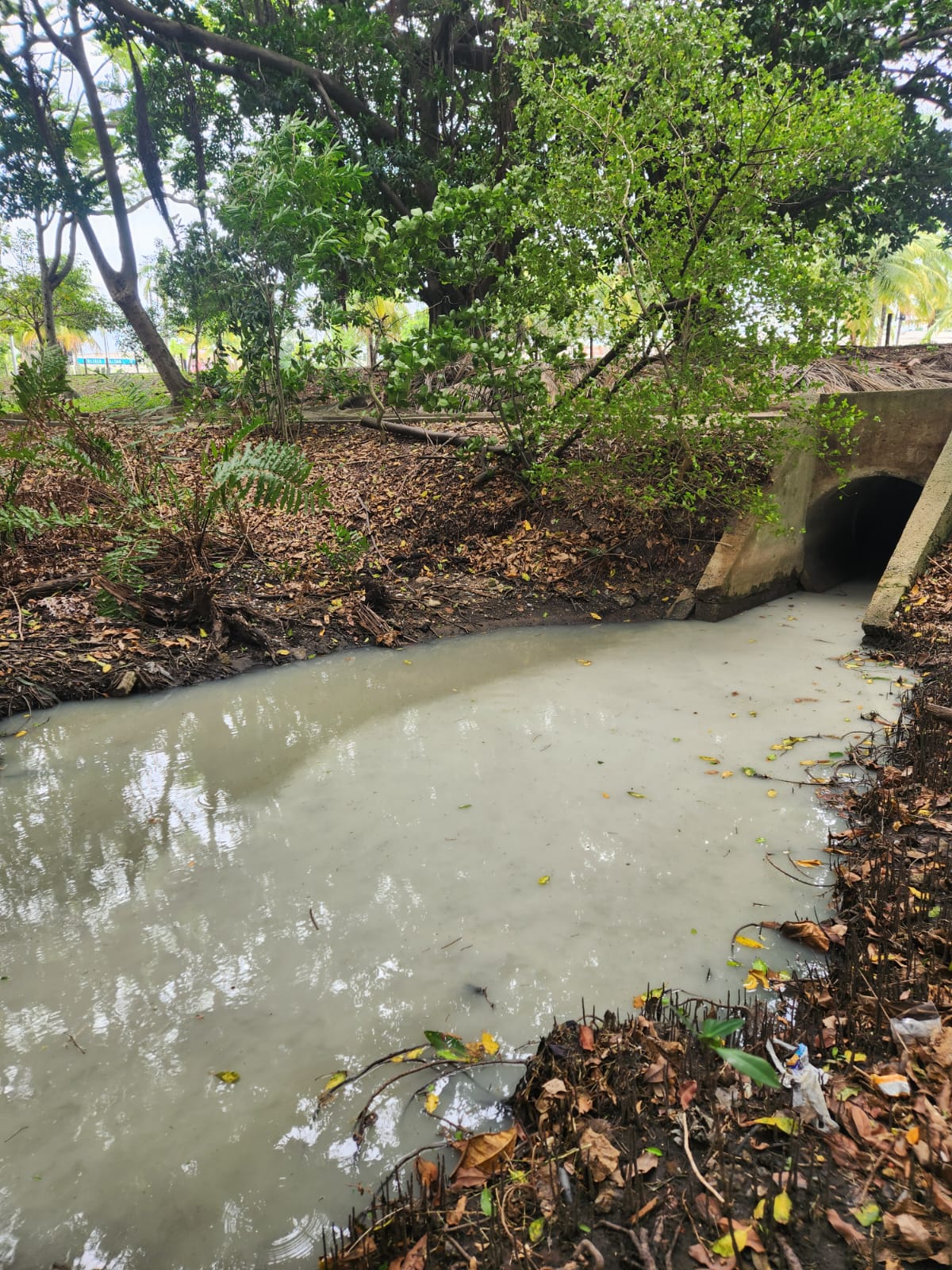 Biólogo chama atenção para crime ambiental recorrente há 20 anos