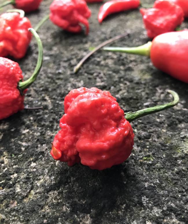 pimenta-carolina-reaper