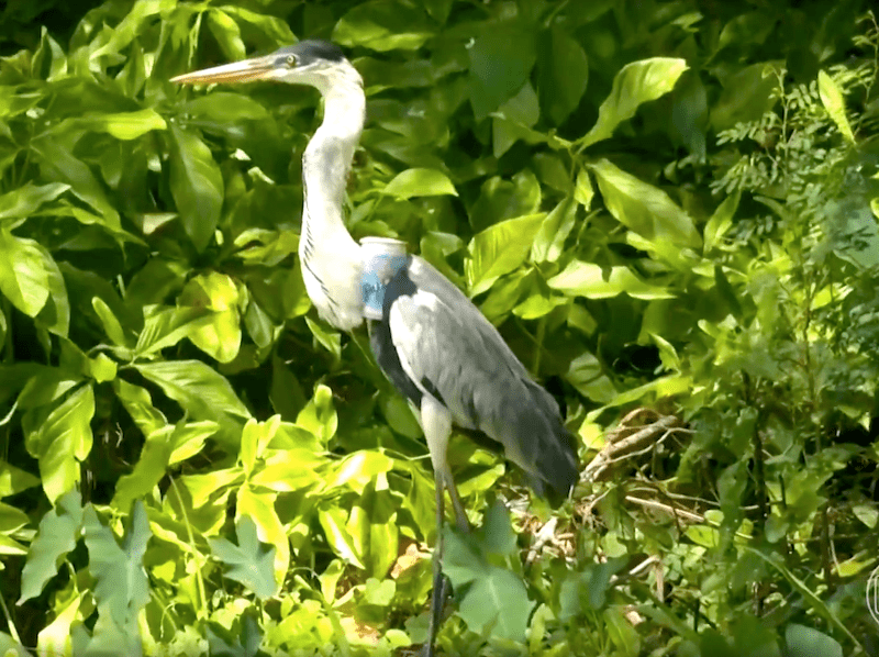 Atualização da garça do Recreio que teria engolido um copo plástico