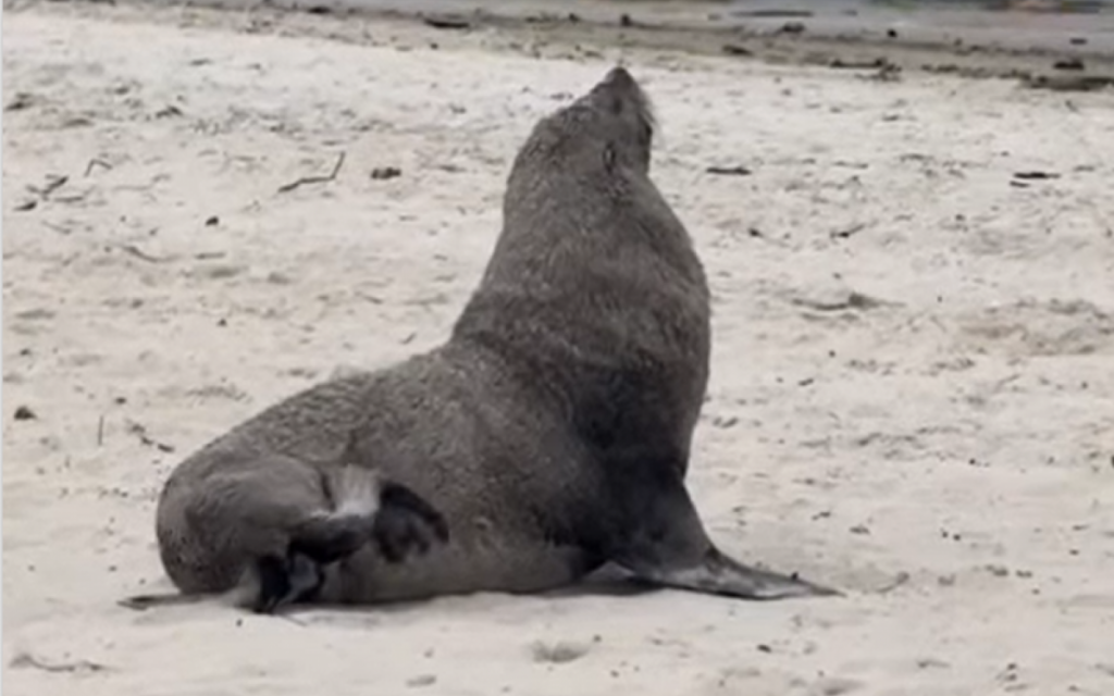 Treinamento de resgate de animais marinhos: atenção aos erros de hipótese