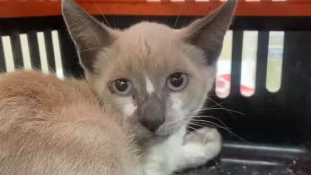 Como foi o resgate de gato preso a tubulação na Praia de Botafogo