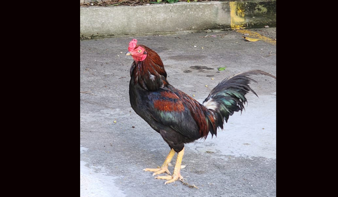 Um novo endereço para Silva, o galo que acordava Ipanema