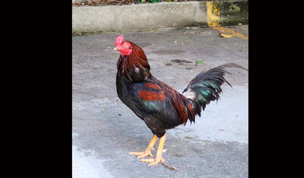 Um novo endereço para Silva, o galo que acordava Ipanema