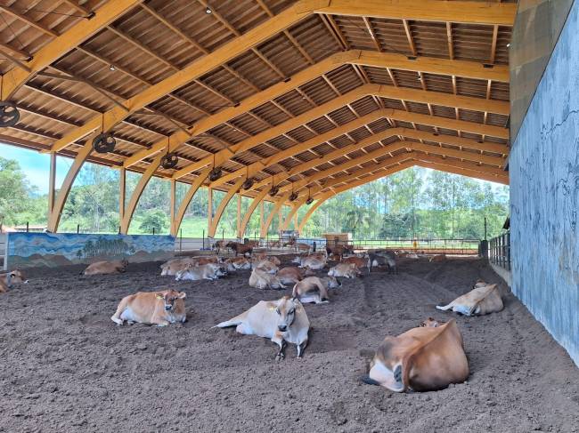 São José das Três Ilhas vacas queijaria