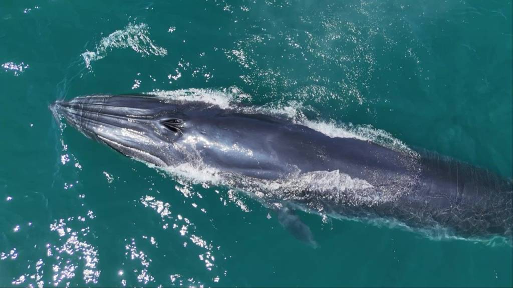 Seis meses depois da última aparição, baleia-de-bryde dá as caras de novo