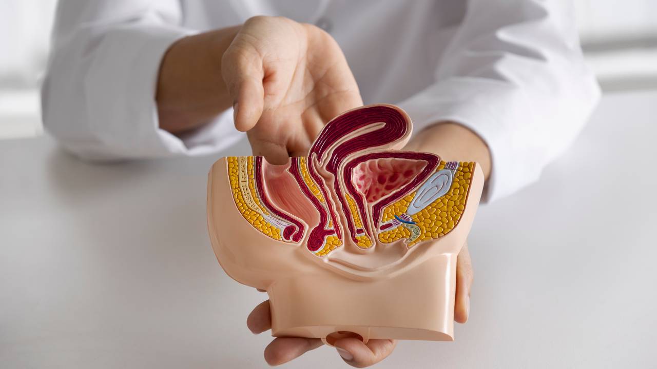 Médico mostra uma reprodução do corpo humano ao paciente.