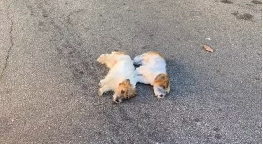 suri e ozzy ainda estou aqui cães-suri-ozzy-atropelamento-pimpão