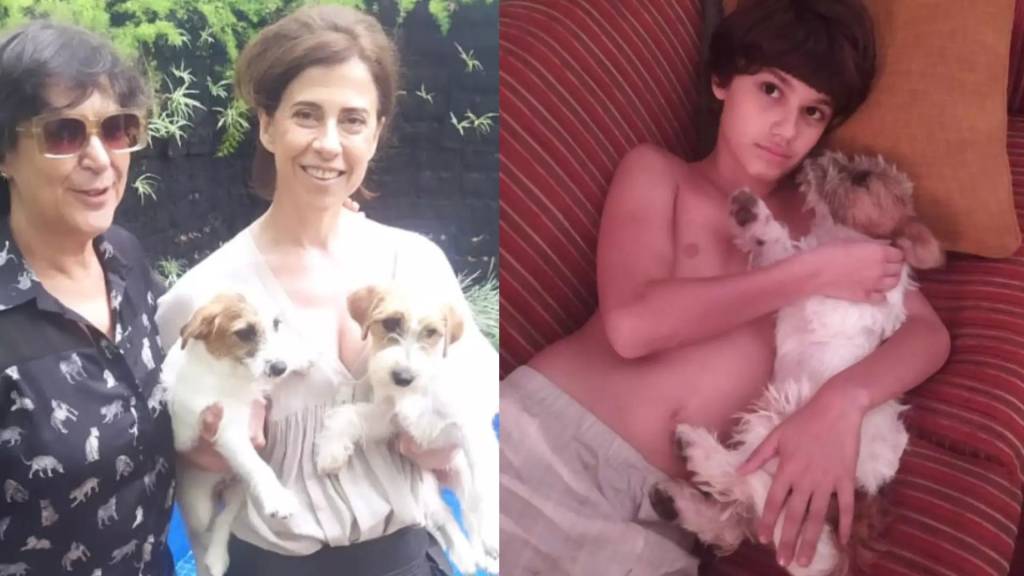 Até os cachorros de Ainda Estou Aqui ganham prêmio internacional de cinema