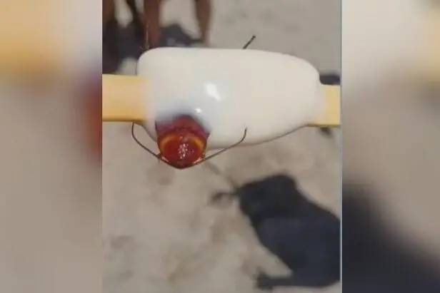 Procon fecha fábrica de sorvete após banhista encontrar barata em picolé