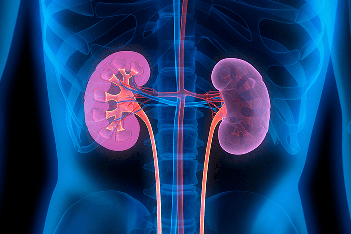 Dia mundial do rim alerta: 1 em cada 10 pessoas tem doença renal
