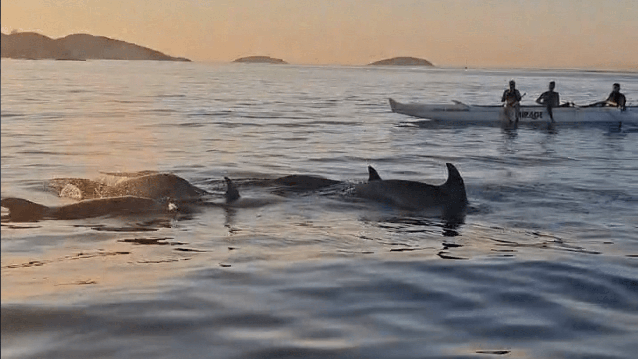remadores-grupo-golfinhos-gaia-de-guanabara
