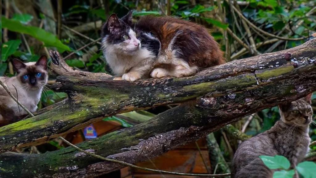 Viralizou no TikTok! Enfim, o que é a Ilha dos Gatos, localizada no Rio