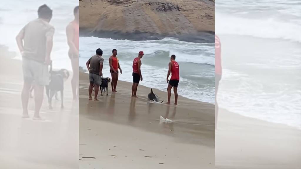 Um vídeo para alegrar o coração: bombeiros ajudam golfinho a desencalhar