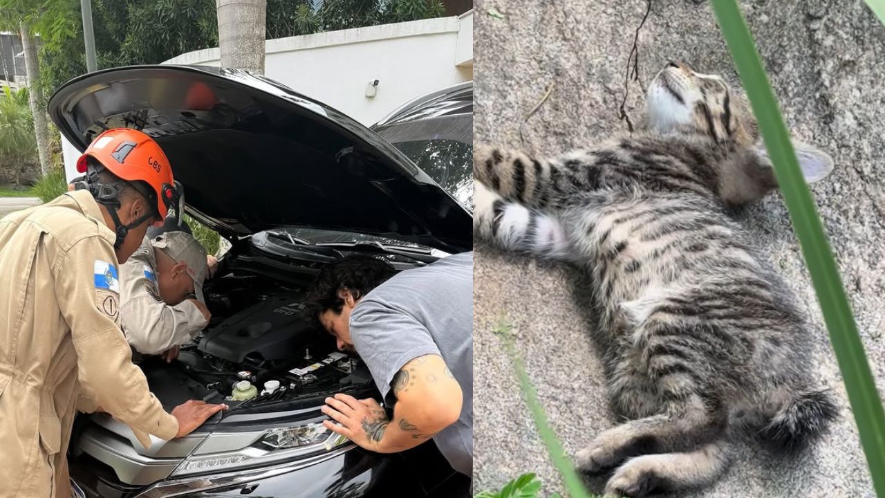 resgate-gato