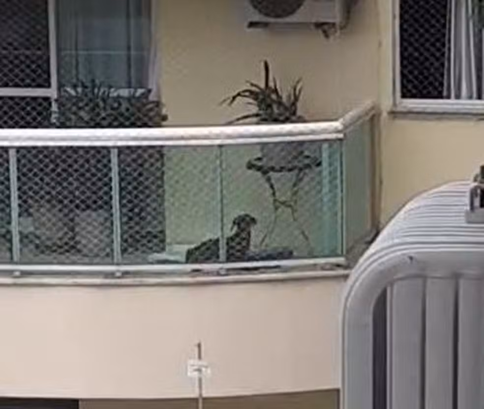 Advogada e professora universitária é presa por maltratar cadela