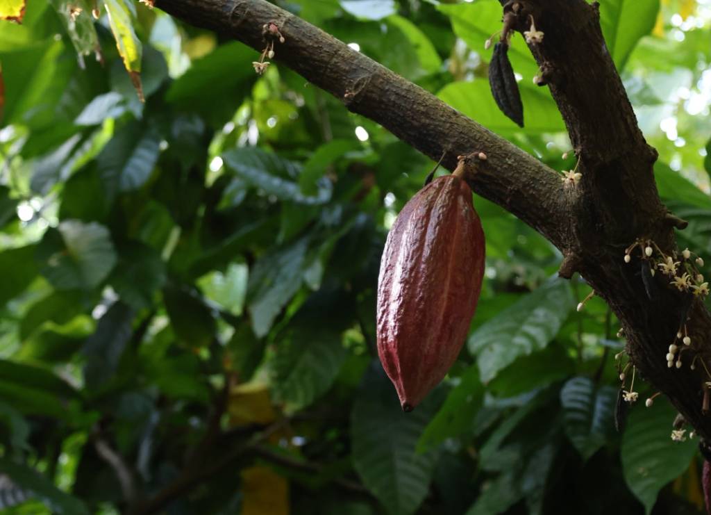 Era quase Páscoa e fui entrevistar o coelho