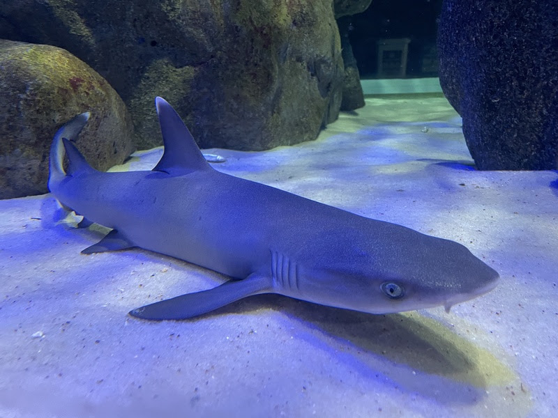 “Sharkira” ou Lady Gaga? Você pode escolher nome para filhote do AquaRio