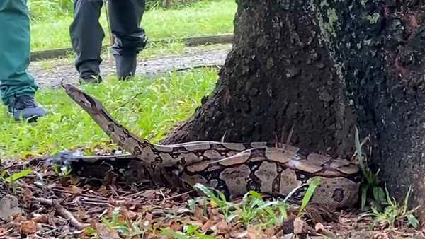 Em vídeo, Tania Monlevade mostra o tamanho do animal, que aparenta ser ainda filhote